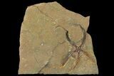 Wide, Ordovician Aged, Fossil Brittle Star - Morocco #170629-1